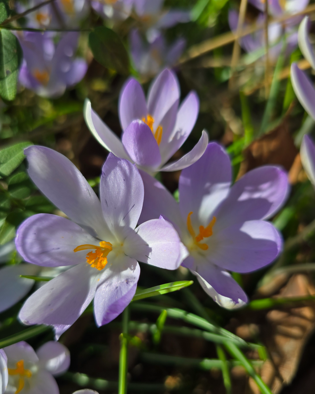 Beitragsgrafik: Frühling liegt in der Luft